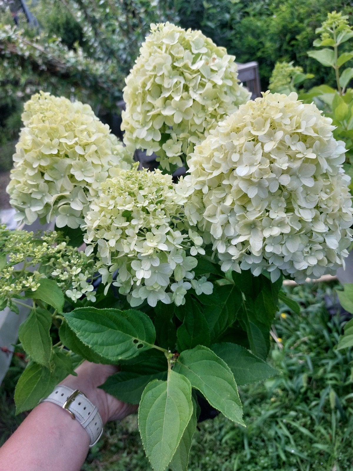 Hydrangea paniculata 'little spooky', Vaste plant, Halfschaduw, Zomer, Ophalen