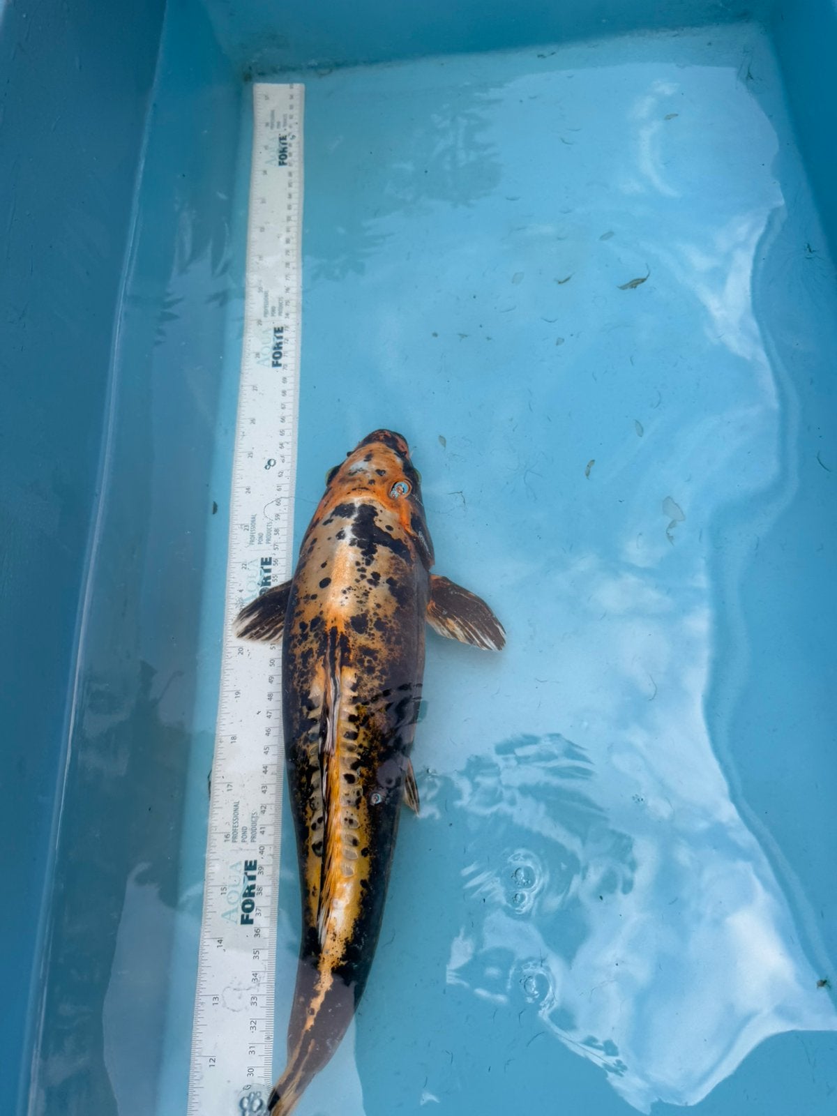Ki Utsuri koi, Karper of Koi
