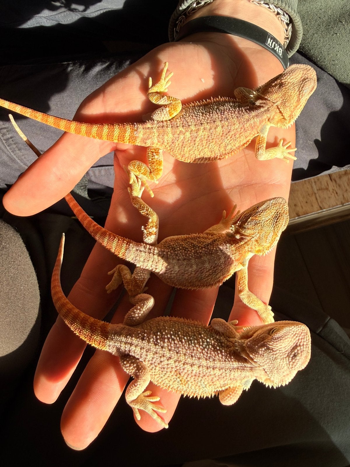 Baardagaam ( Pagona Vitticeps ) Bearded Dragon photo 3