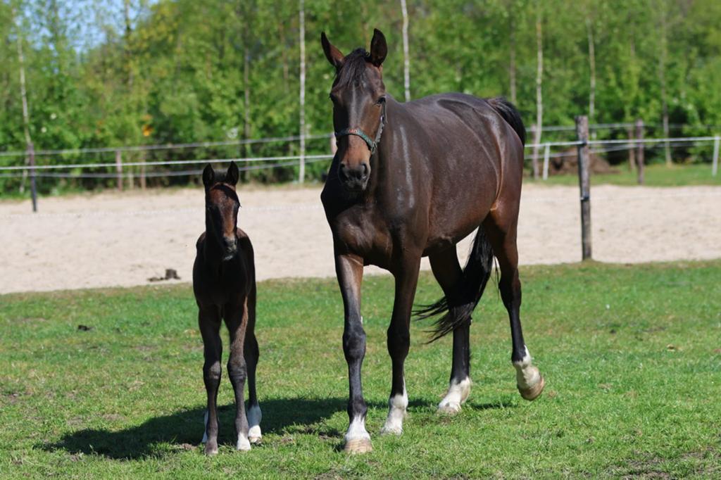 Mooie tuigpaardmerries met veulens, Merrie, 3 tot 6 jaar, Tuigpaard, 165 tot 170 cm