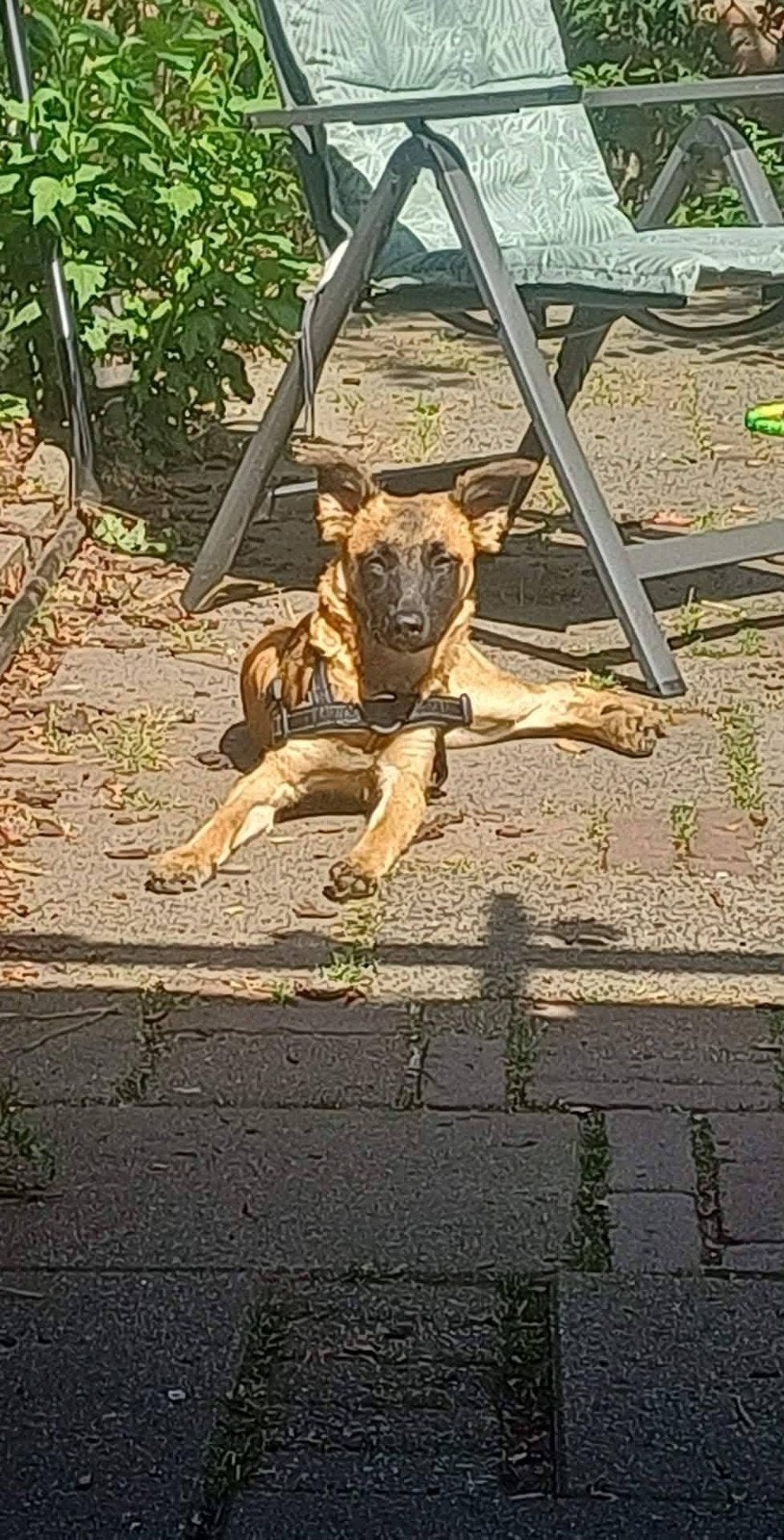 LIEVE CLEO ZOEKT HAAR EIGEN FOREVER HOME, Dieren en Toebehoren, Honden | Niet-rashonden, Particulier, 15 weken tot 1 jaar, Buitenland