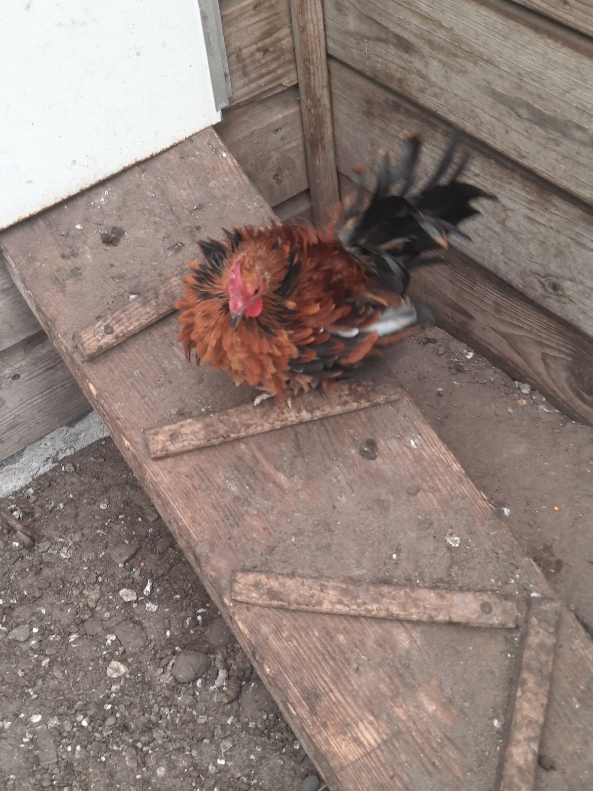 krulvederige chabo kriel haan, Dieren en Toebehoren, Pluimvee, Mannelijk, Kip