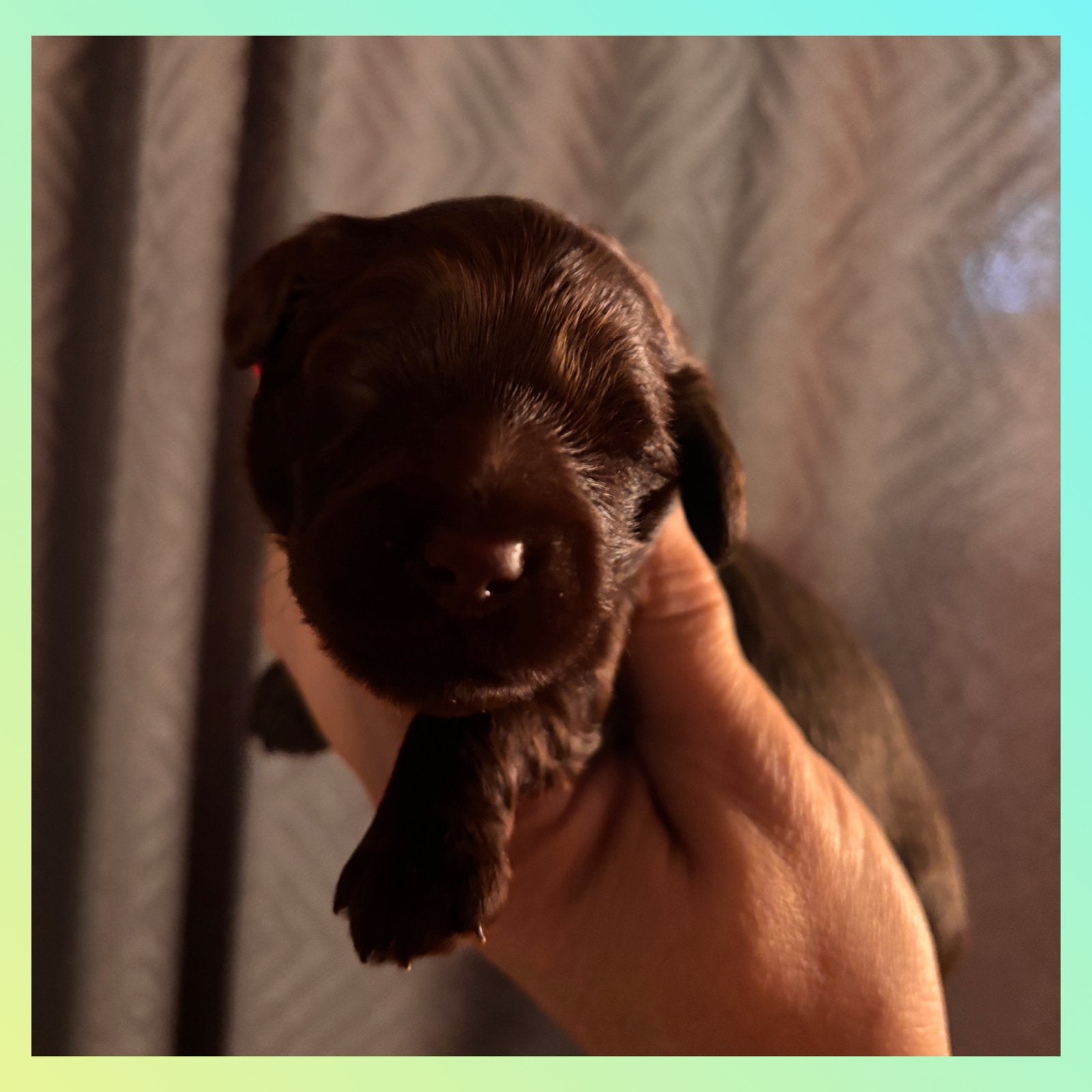 1 reutje teckel x poedel (doxiepoo), CDV (hondenziekte), 8 tot 15 weken, Dwerg, Langhaar