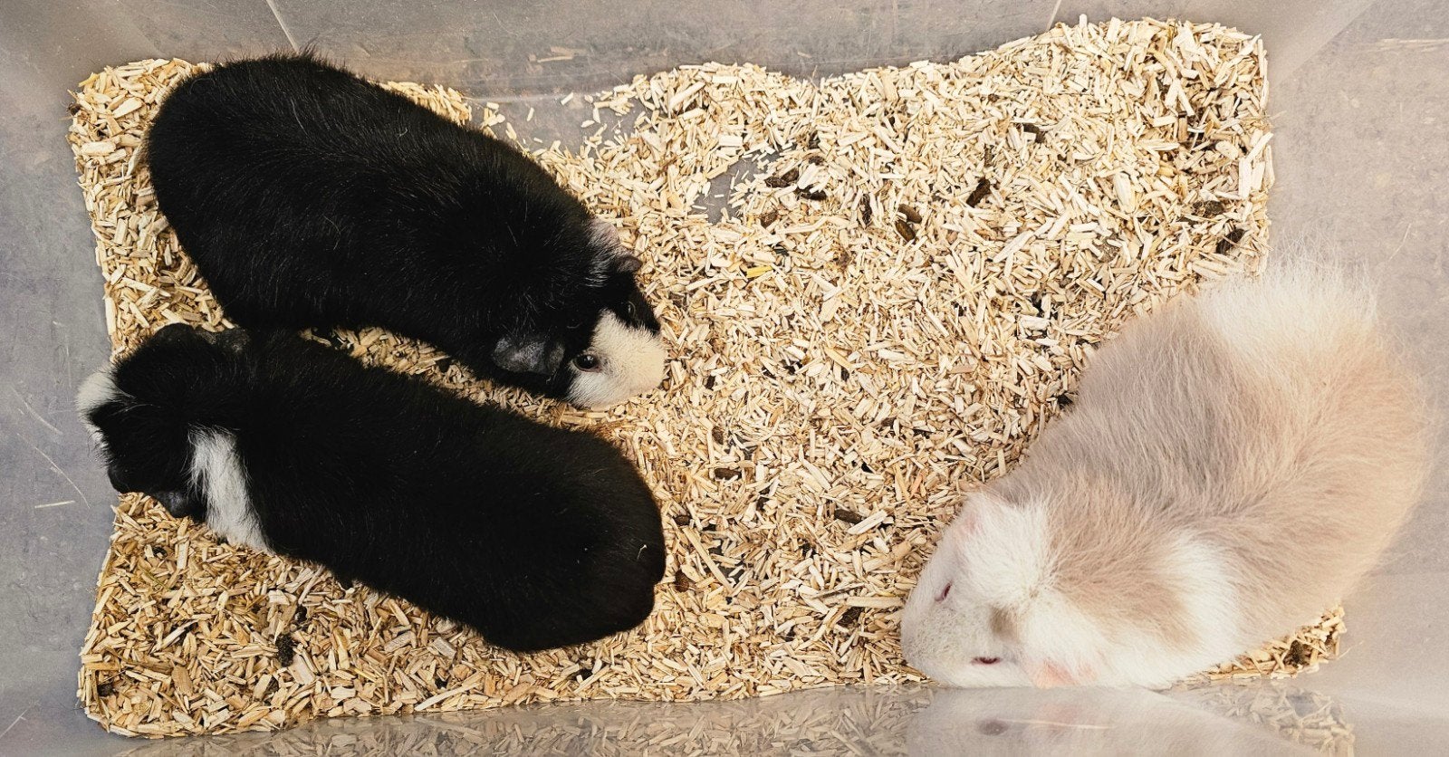 Vrouwelijke teddy cavia's, Dieren en Toebehoren, Knaagdieren, Februari, Vrouwelijk, Cavia