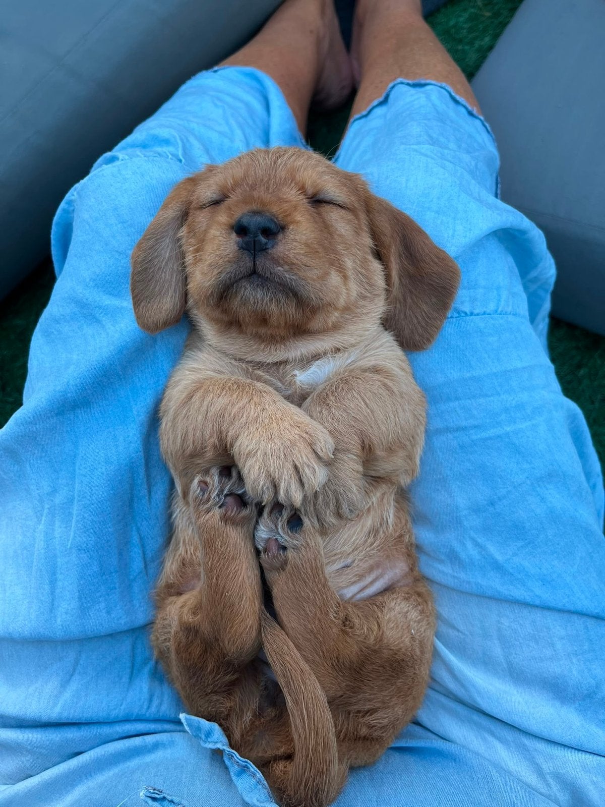 Basset fauve de Bretagne, Parvo, 8 tot 15 weken, Meerdere, Meerdere dieren