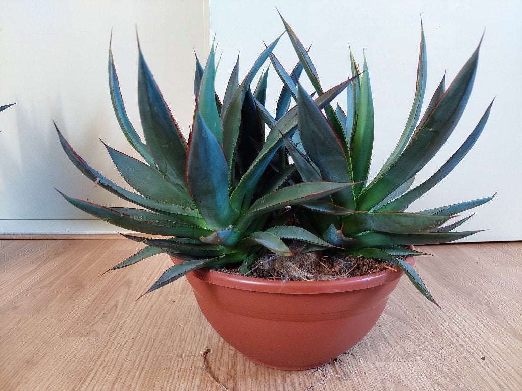 XL Agave Shaka Zulu - Agave/Eeuwplant (3 planten in schaal), Huis en Inrichting, Ophalen, Vetplant, Minder dan 100 cm, Volle zon