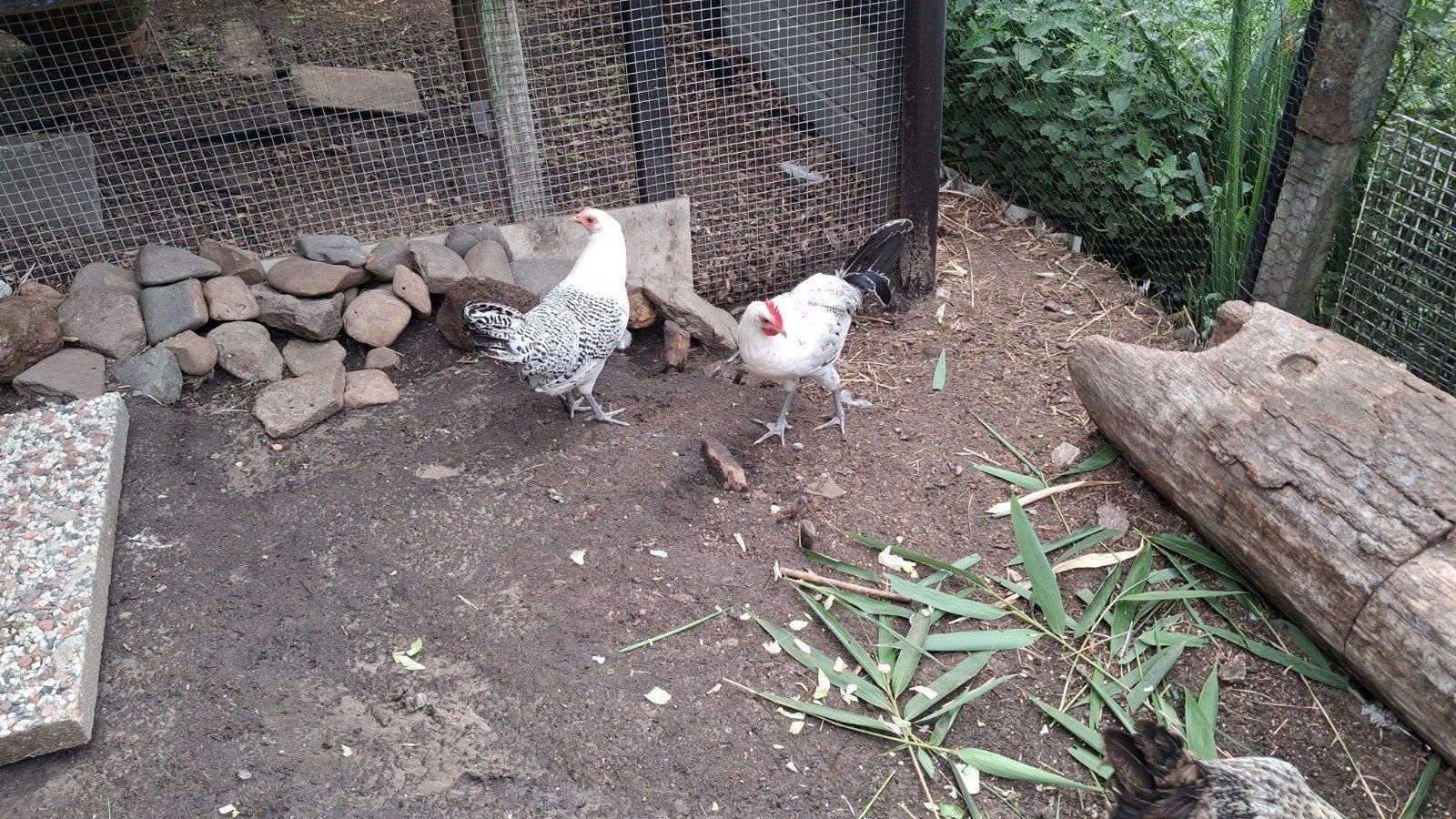 kippen (trio), Meerdere dieren, Kip