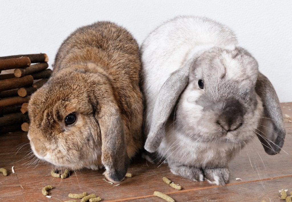 Gratis Konijn minilop, Dieren en Toebehoren, Meerdere dieren, Klein, Hangoor