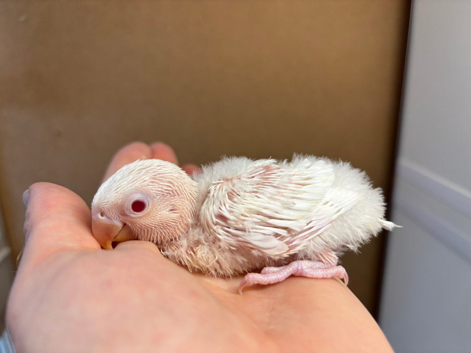 Baby Agapornis fischeri dwergpapegaai albino, Dieren en Toebehoren, Vogels | Parkieten en Papegaaien, Geslacht onbekend, Dwergpapegaai of Agapornis
