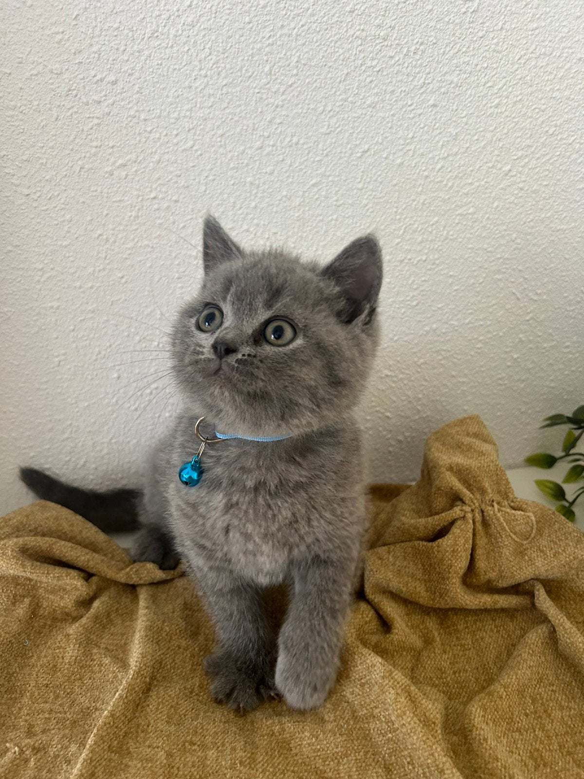 Raszuivere Britse koorthaar kittens (mogen al verhuizen), Dieren en Toebehoren, Katten en Kittens | Overige Katten, Poes