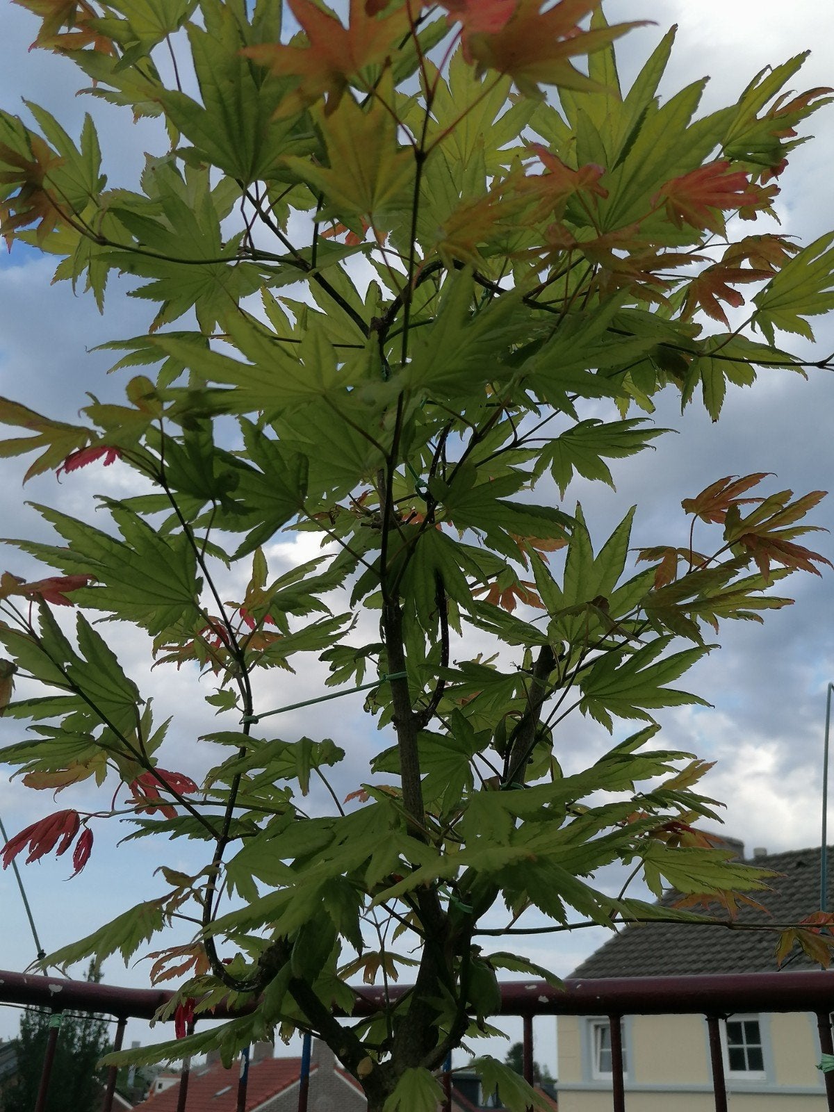 Japanse Esdoorn. Op stam.Acer, Tuin en Terras, In pot, Bloeit niet, Halfschaduw, 100 tot 250 cm