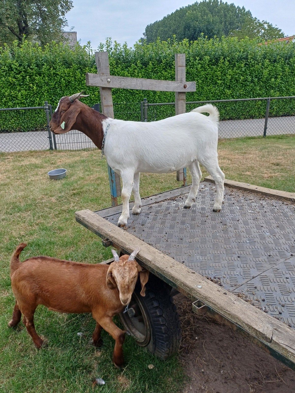 boergeit  te koop, Dieren en Toebehoren, Vrouwelijk, Geit