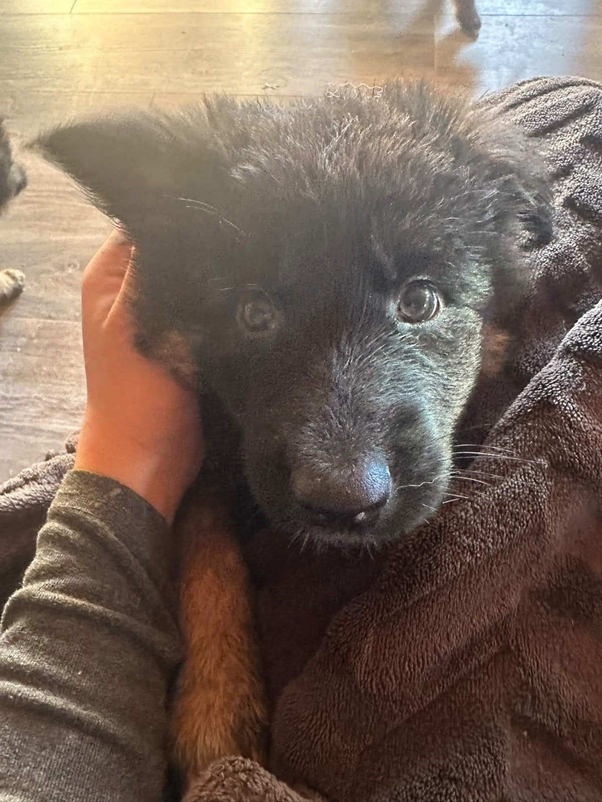 Knappe pups zoeken forever home! Duitse herder mix pups, Dieren en Toebehoren, Honden | Herdershonden en Veedrijvers, 8 tot 15 weken
