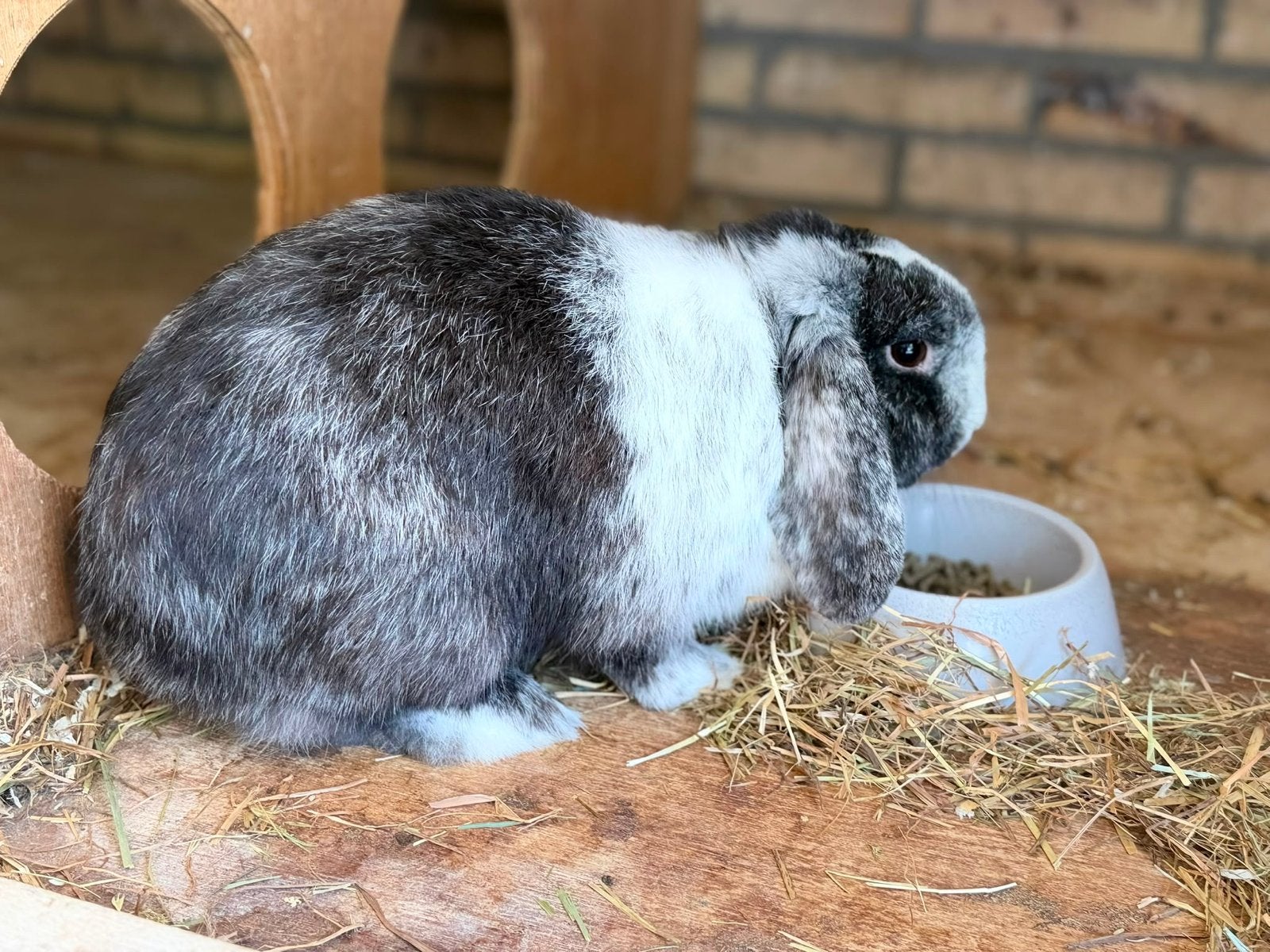 Konijn, Vrouwelijk, Middelgroot, Hangoor, 0 tot 2 jaar