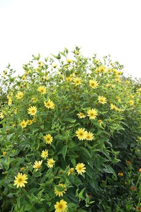 Planten., Volle zon, Vaste plant, Zomer, Ophalen