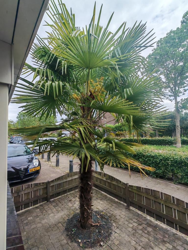 Grote Trachycarpus Fortunei Palmboom - Winterhard!, Ophalen