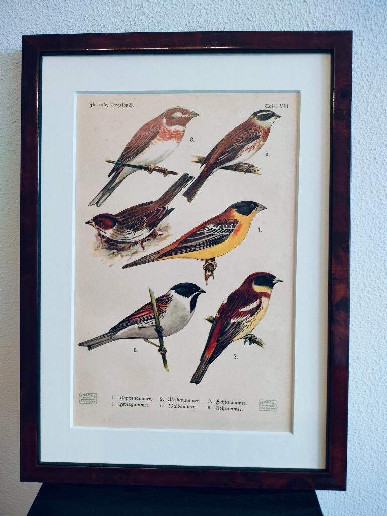 Litho Floericke Gors Bosgors Rietgors Witkopgors 1922, Antiek en Kunst, Ophalen of Verzenden