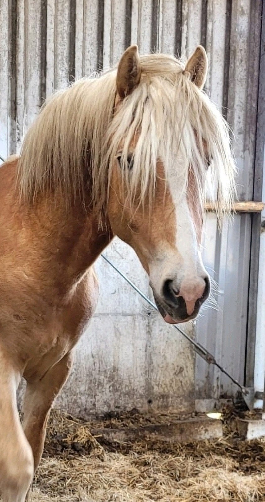 Prachtige 2.5 jarige haflinger hengst en hengstveulen, E pony (1.48m - 1.57m), Met stamboom, Dressuurpony, Niet van toepassing