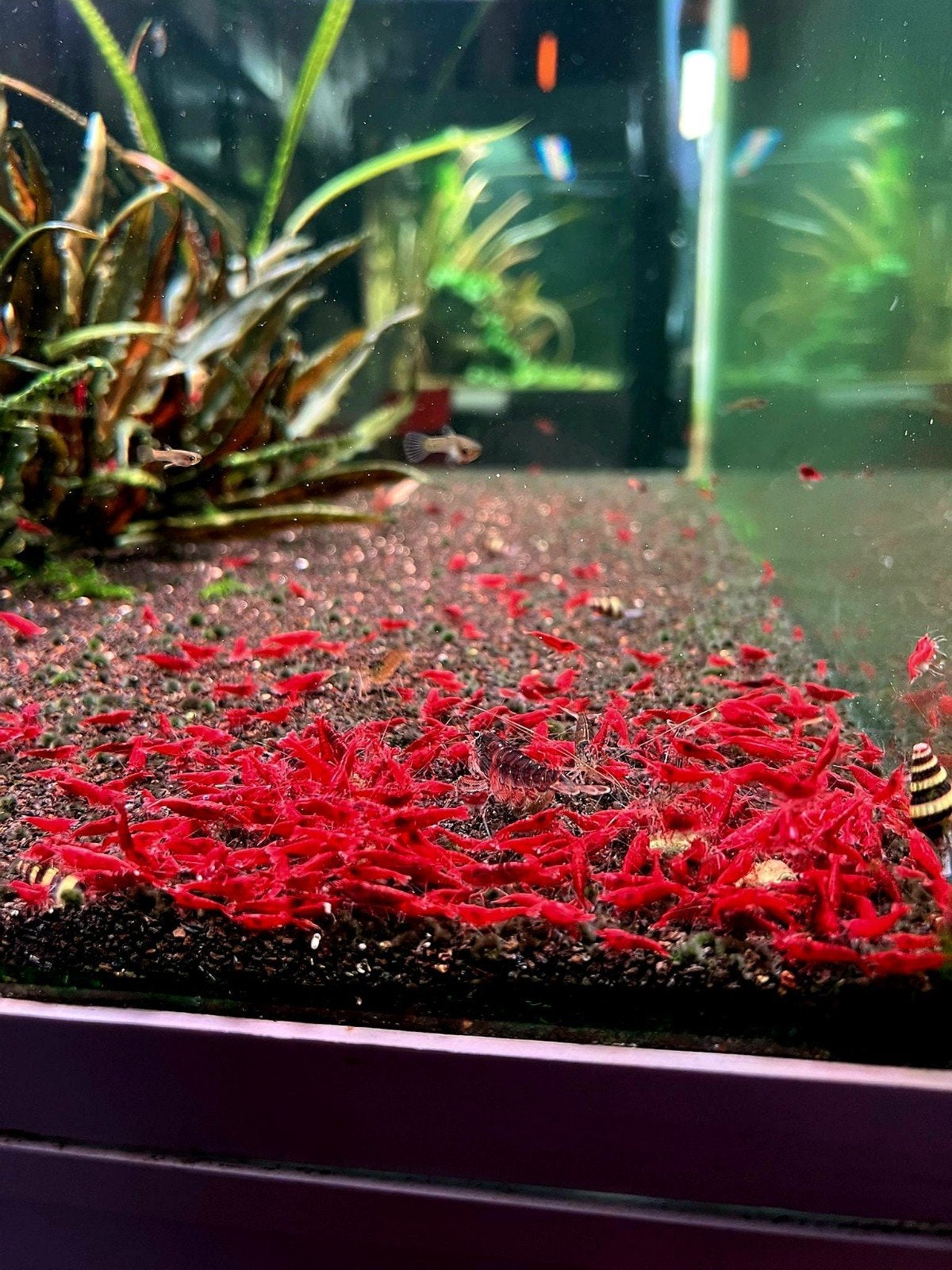 🦐❤️Leeg verkoop: High Grade Bloody Mary garnalen❤️🦐, Dieren en Toebehoren, Vissen | Aquariumvissen, Kreeft, Krab of Garnaal