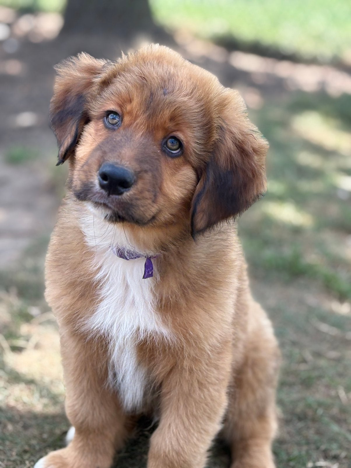 Toller (nova scotia duck tolling retriever  x aussie pup, Dieren en Toebehoren, Honden | Retrievers, Spaniëls en Waterhonden, Parvo
