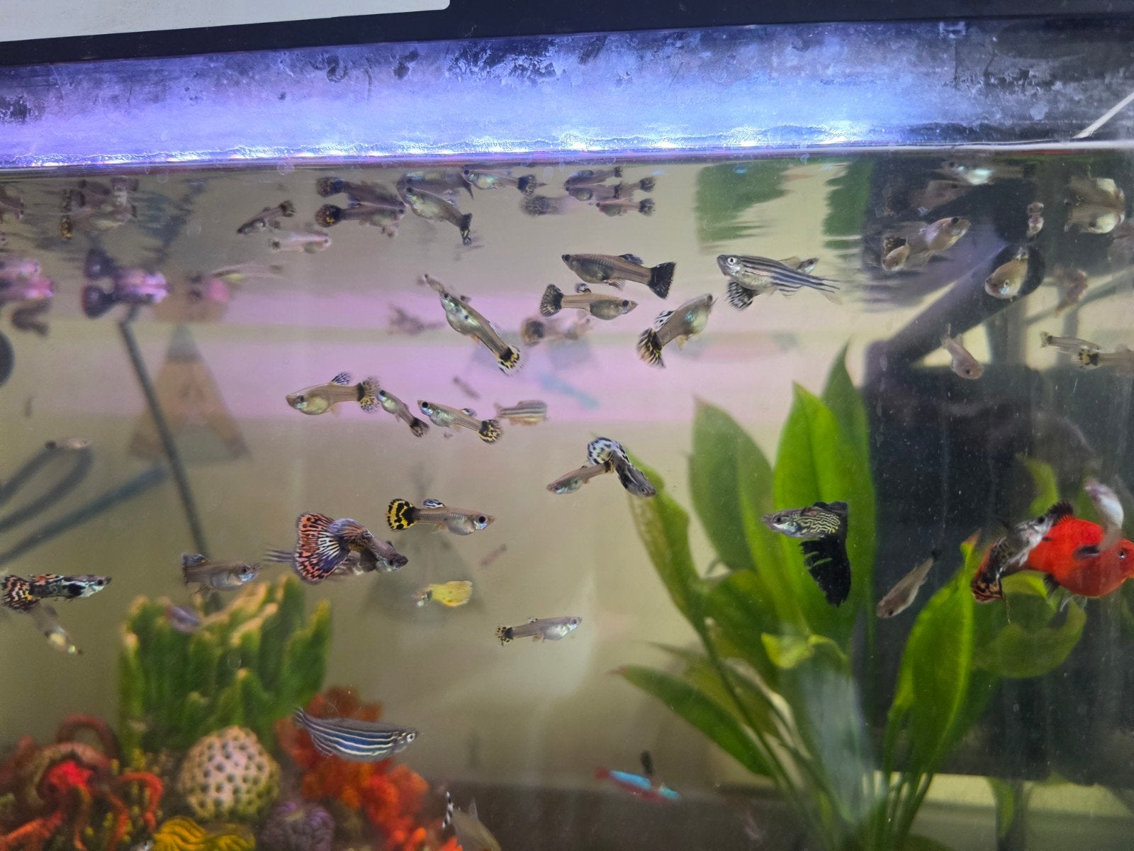 guppies te koop, Dieren en Toebehoren, Vis, Zoetwatervis