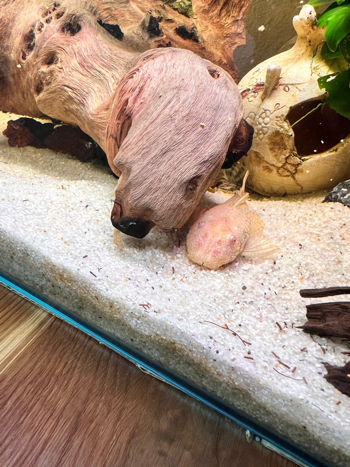 Algeneter 2x albino vrouw, Vis