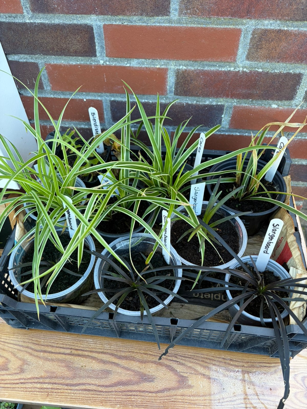 3x Carex morrowii siergras, Ophalen, Vaste plant, Siergrassen, Bloeit niet