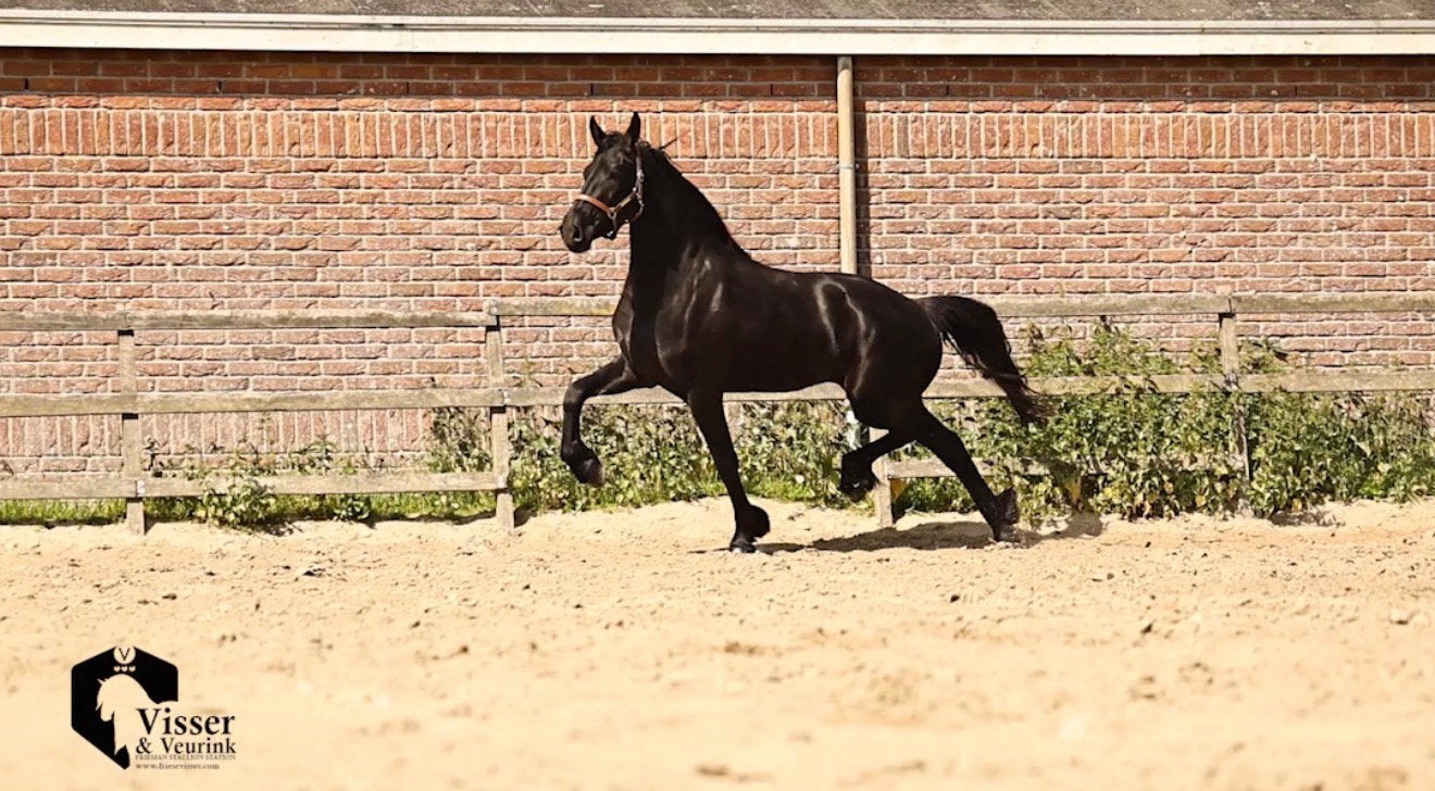 Getalenteerde Friese Merries, Dieren en Toebehoren, Paarden, Merrie, 3 tot 6 jaar