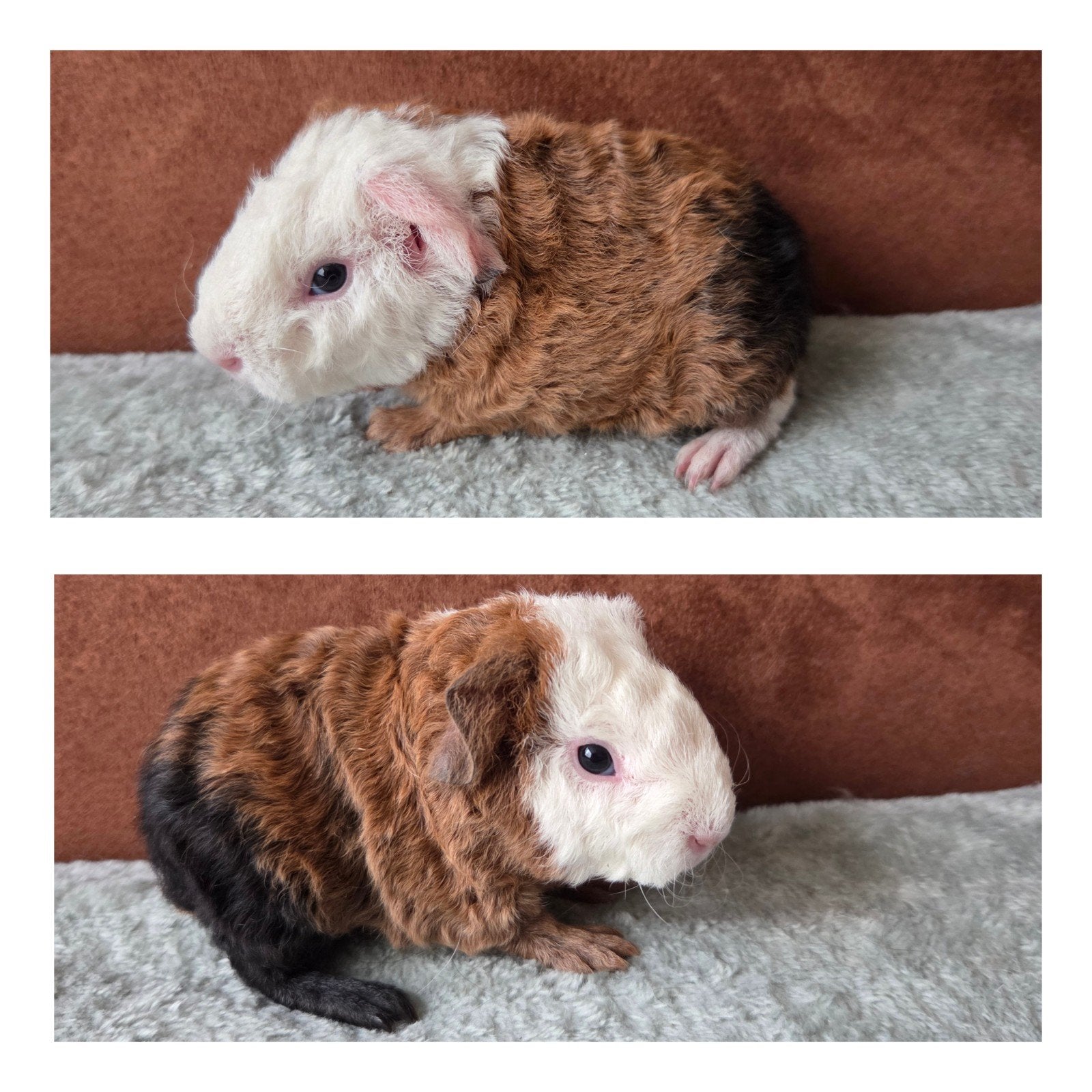 jong cavia beertje, Dieren en Toebehoren, Cavia, Mannelijk, Tam, September
