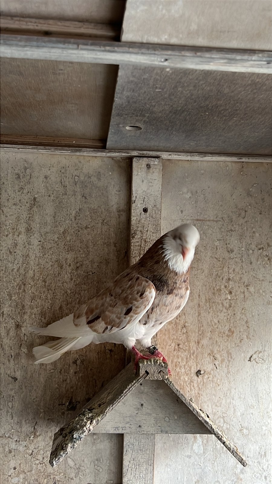 Iraanse duiven, Dieren en Toebehoren, Vogels | Duiven, Meerdere dieren, Postduif