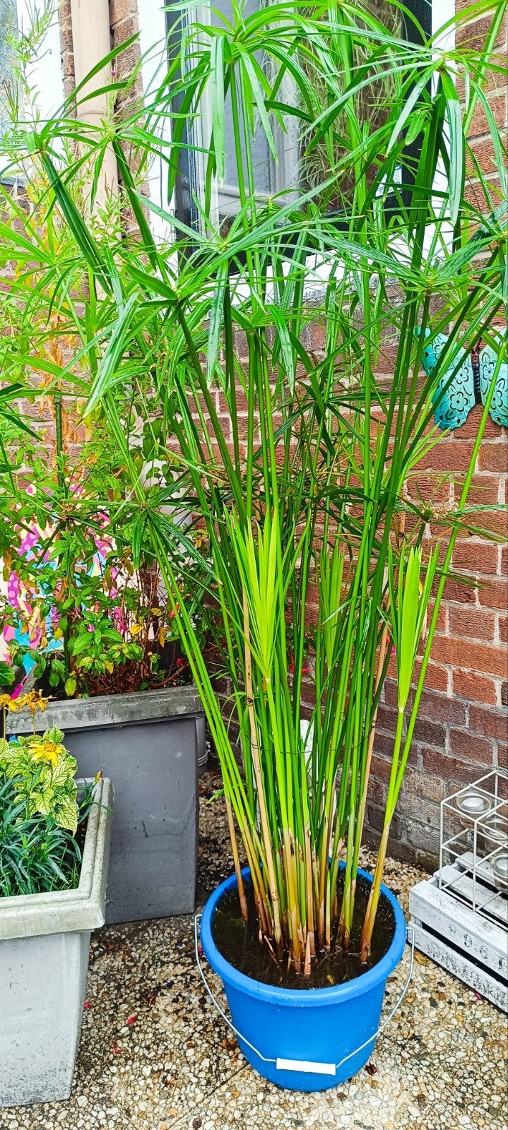 Paraplue planten - ca. 1.60m hoog, incl. emmer, Ophalen, Vaste plant, Overige soorten, Volle zon