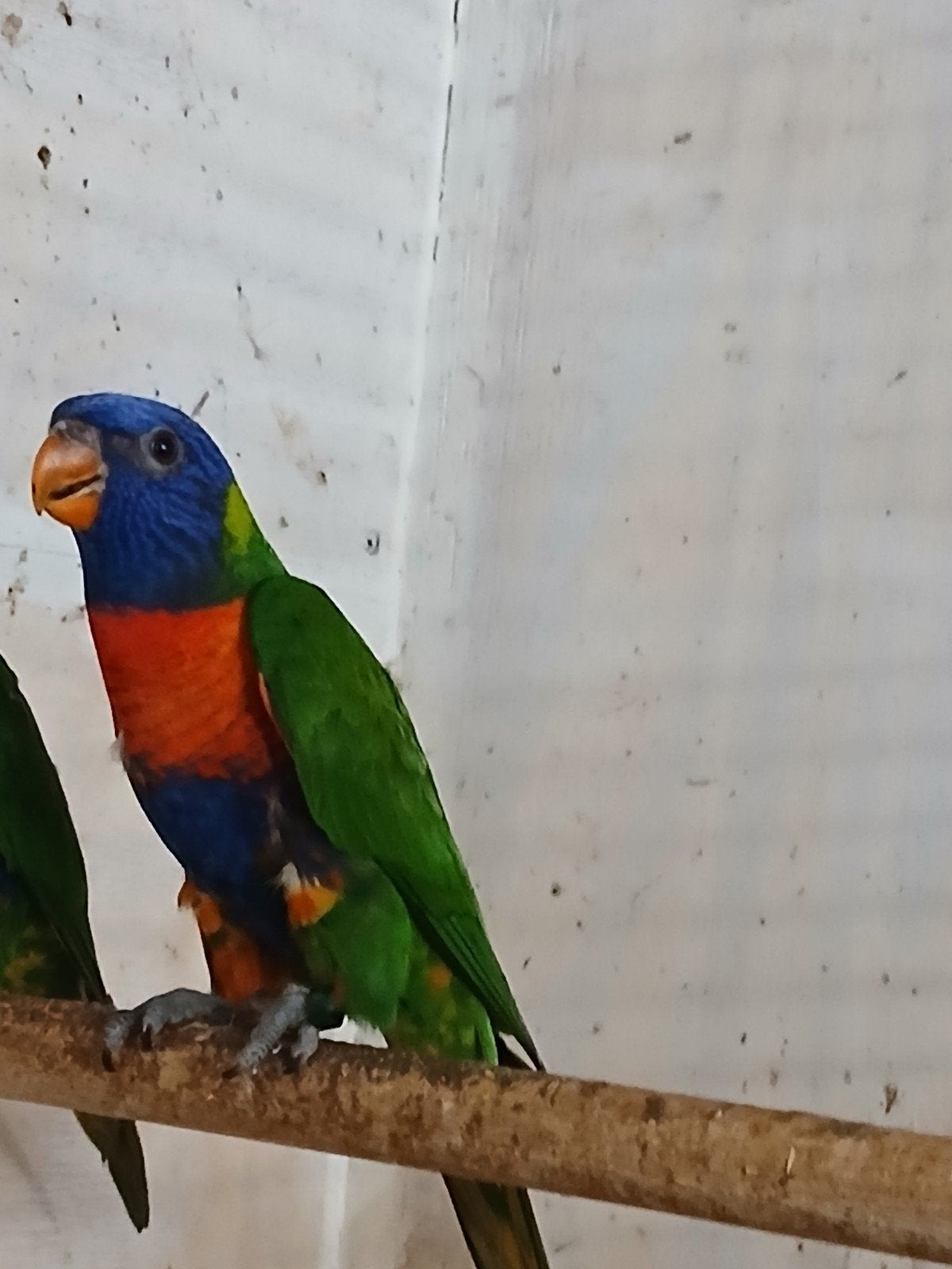 Jong popje Lori van de blauwe bergen, Dieren en Toebehoren, Vogels | Parkieten en Papegaaien, Vrouwelijk, Papegaai, Geringd