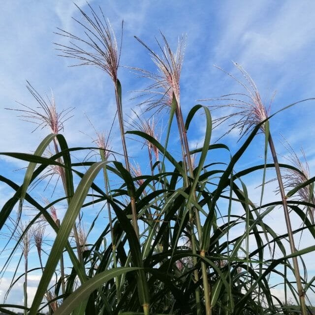 Olifanten gras, Miscanthus x giganteus, olifantsgras, Vaste plant, Siergrassen
