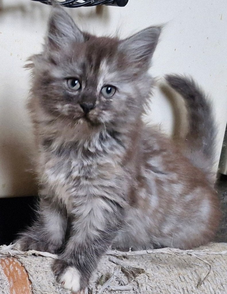 Noorse Boskat kittens mogen verhuizen, Meerdere dieren, Ontwormd, 0 tot 2 jaar