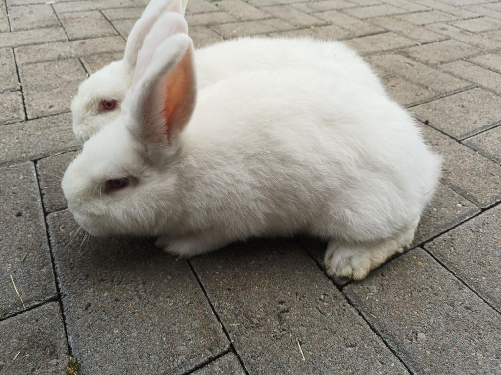 MOOIE RASSEN KONIJNEN BESCHIKBAAR, Dieren en Toebehoren, Konijnen, Meerdere dieren, Groot, 0 tot 2 jaar