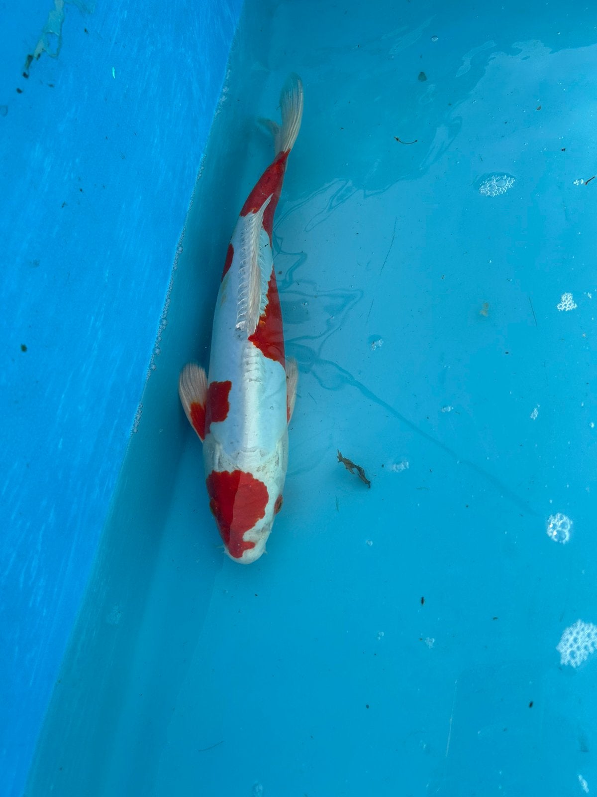 Kohaku, Karper of Koi