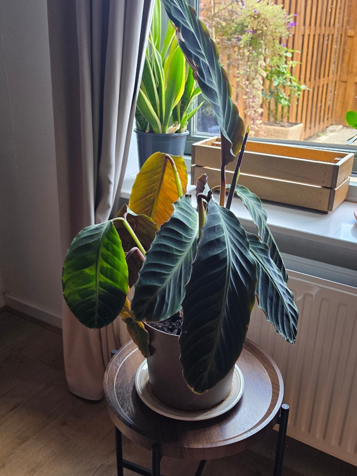 Calathea Jungle Velvet - Groene kamerplant in pot, Overige soorten, In pot, Minder dan 100 cm, Groene kamerplant