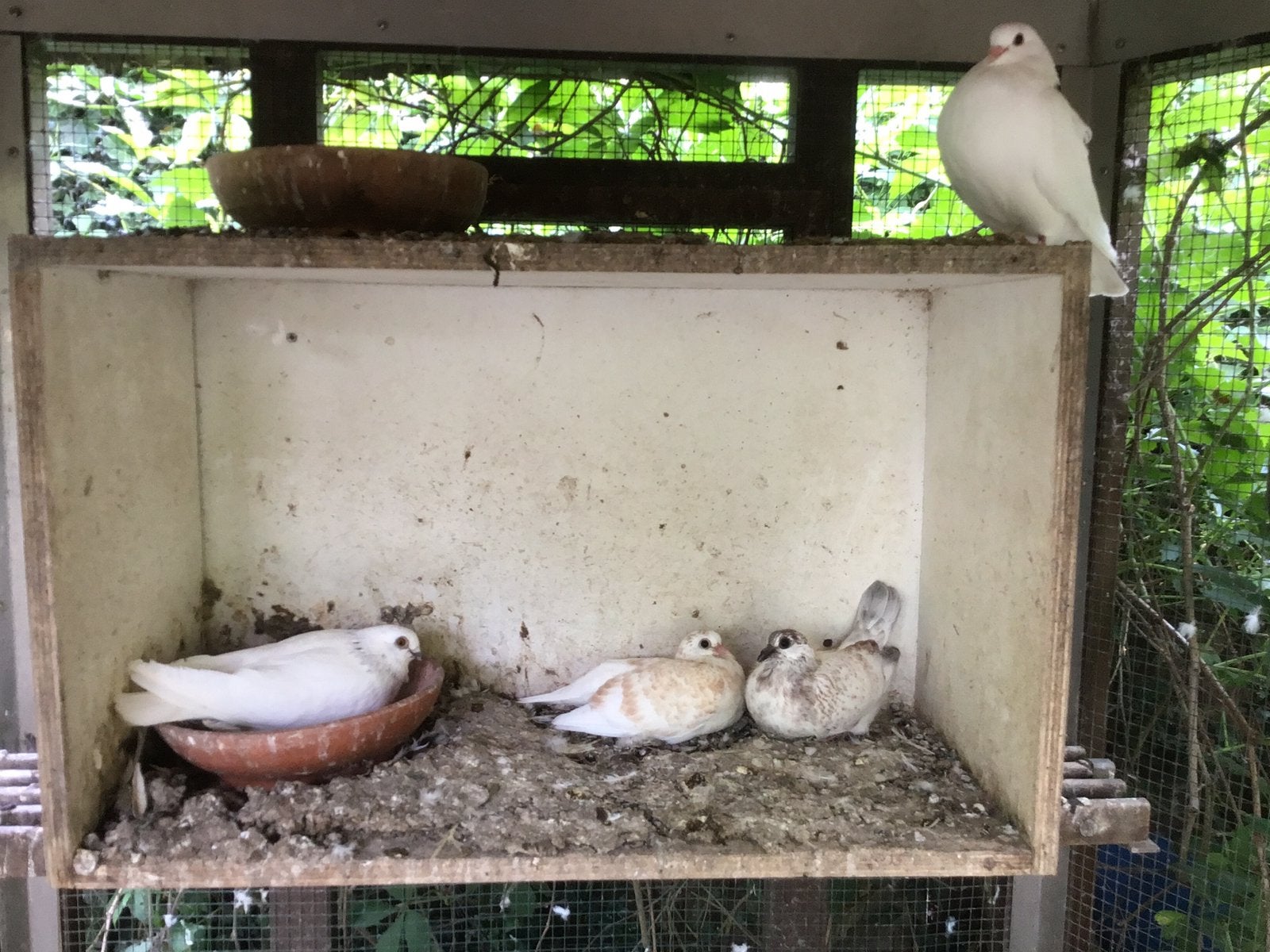 Jonge sierduiven, Meerdere dieren, Overige soorten