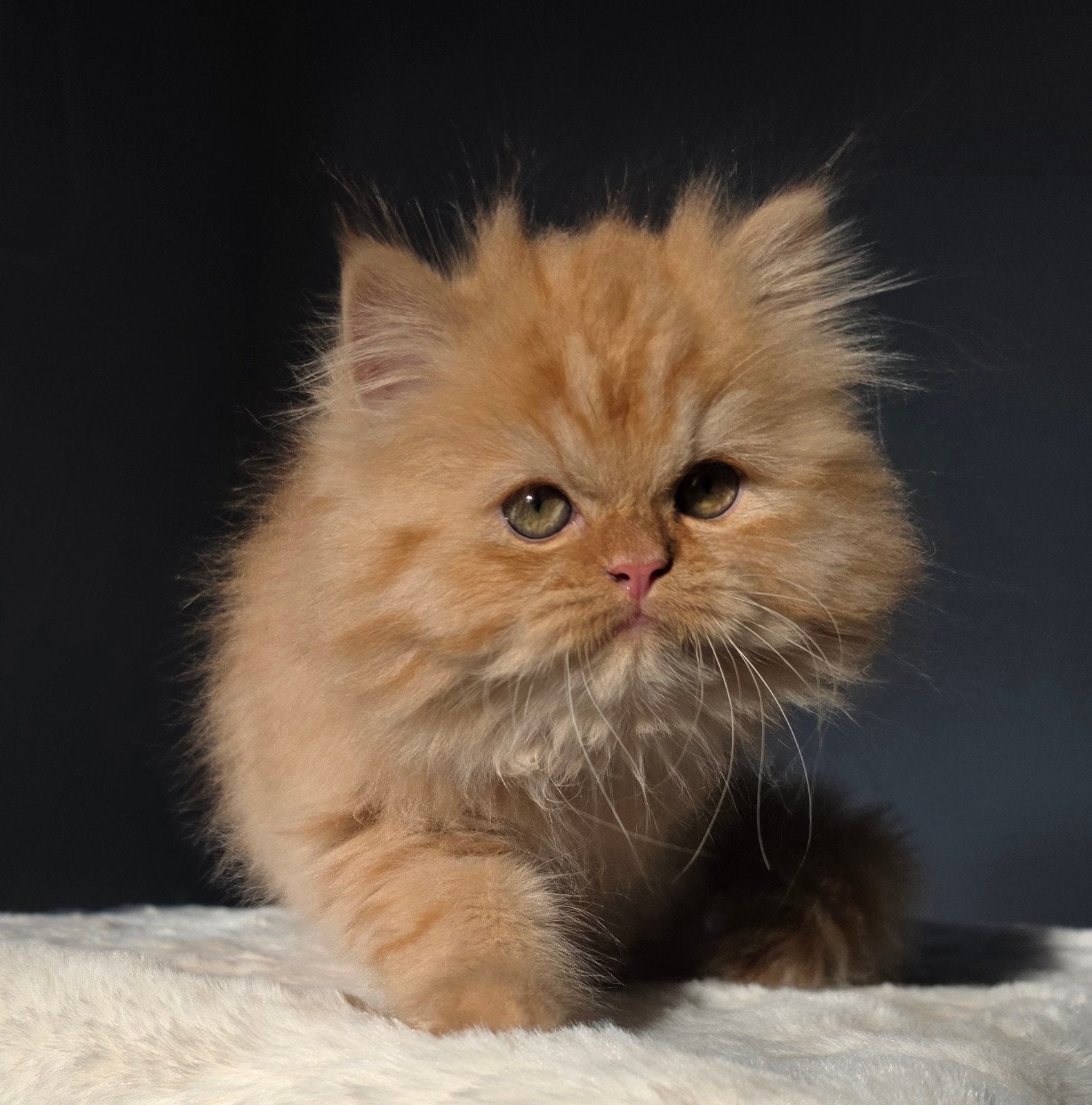 British longhair kitten