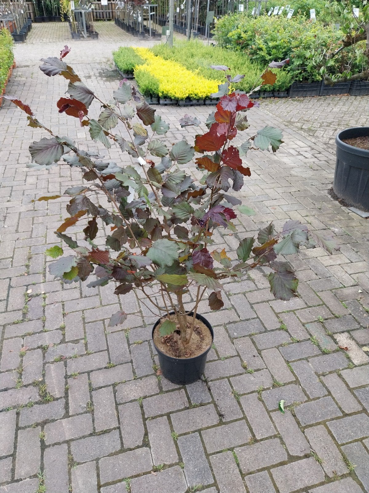Corylus Maxima Purpurea - Rode Hazelaar, Tuin en Terras, Volle zon, Vaste plant, Winter, Ophalen