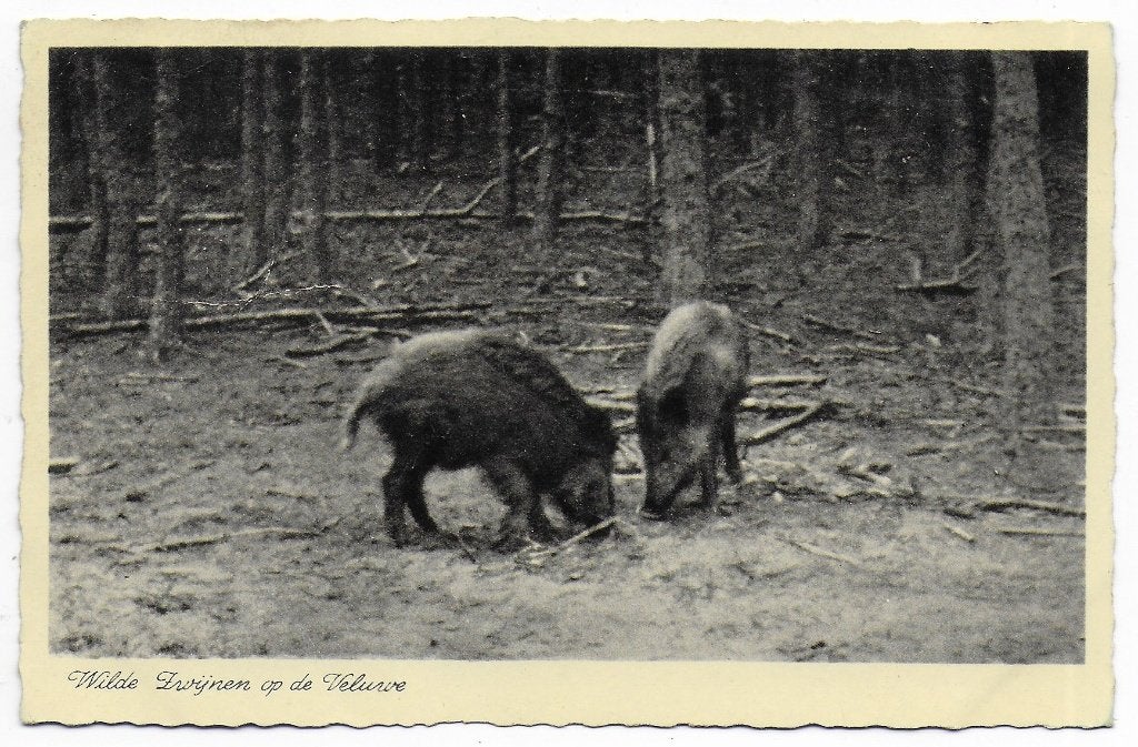 Veluwe Wilde Zwijnen Oude Gelopen Ansichtkaart ( B6550 ), Ophalen of Verzenden, 1980 tot heden, Gelopen, Gelderland