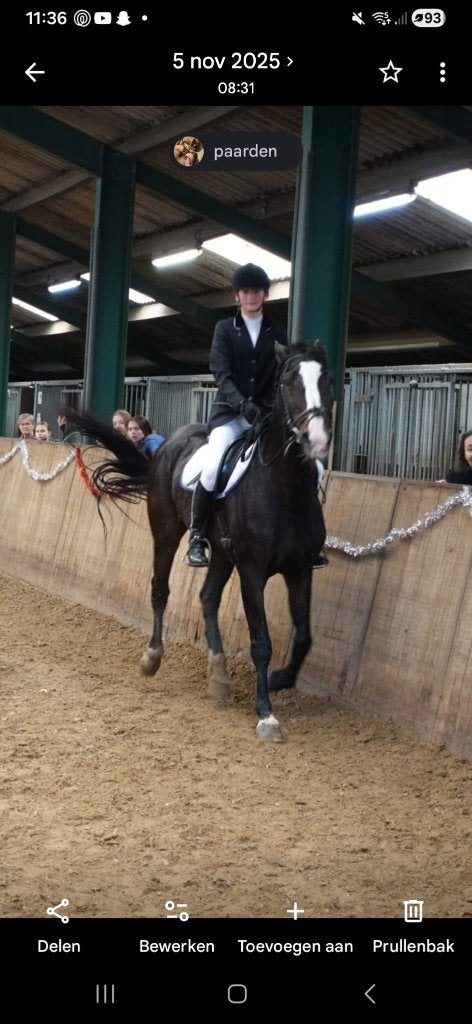 Gezocht: Verzorgpaard!, Dieren en Toebehoren, Paarden en Pony's | Verzorgingsproducten, Ophalen, Nieuw