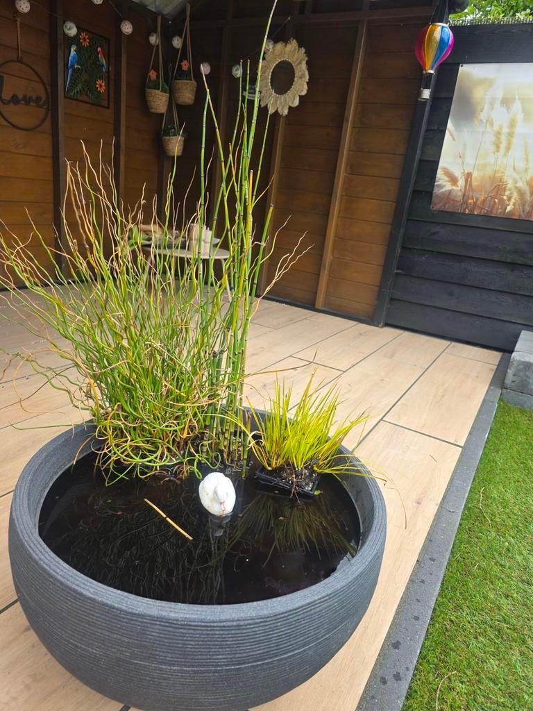 Mini vijver met 3 vijverplanten, Tuin en Terras, Ophalen