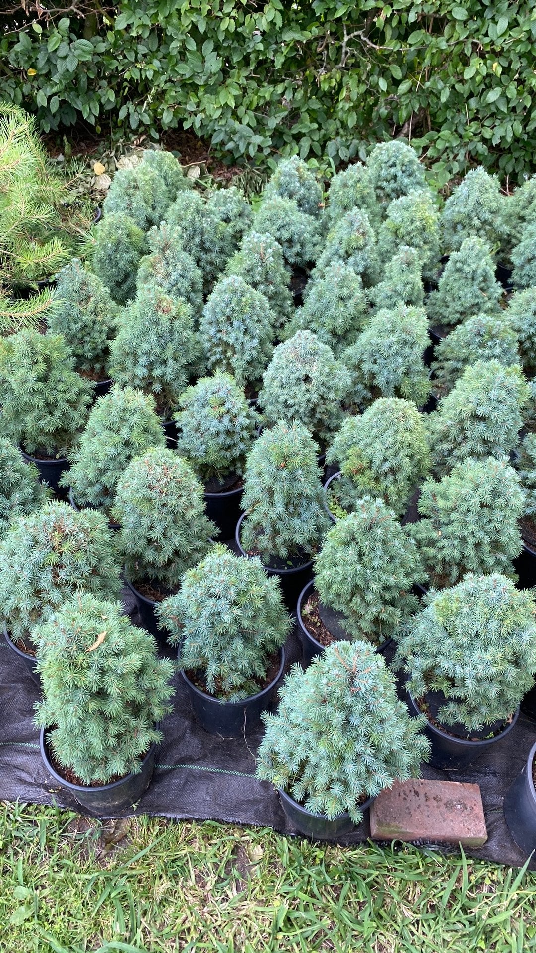 Mooi Abies conica bleu, Tuin en Terras, Ophalen, Overige soorten, Minder dan 100 cm