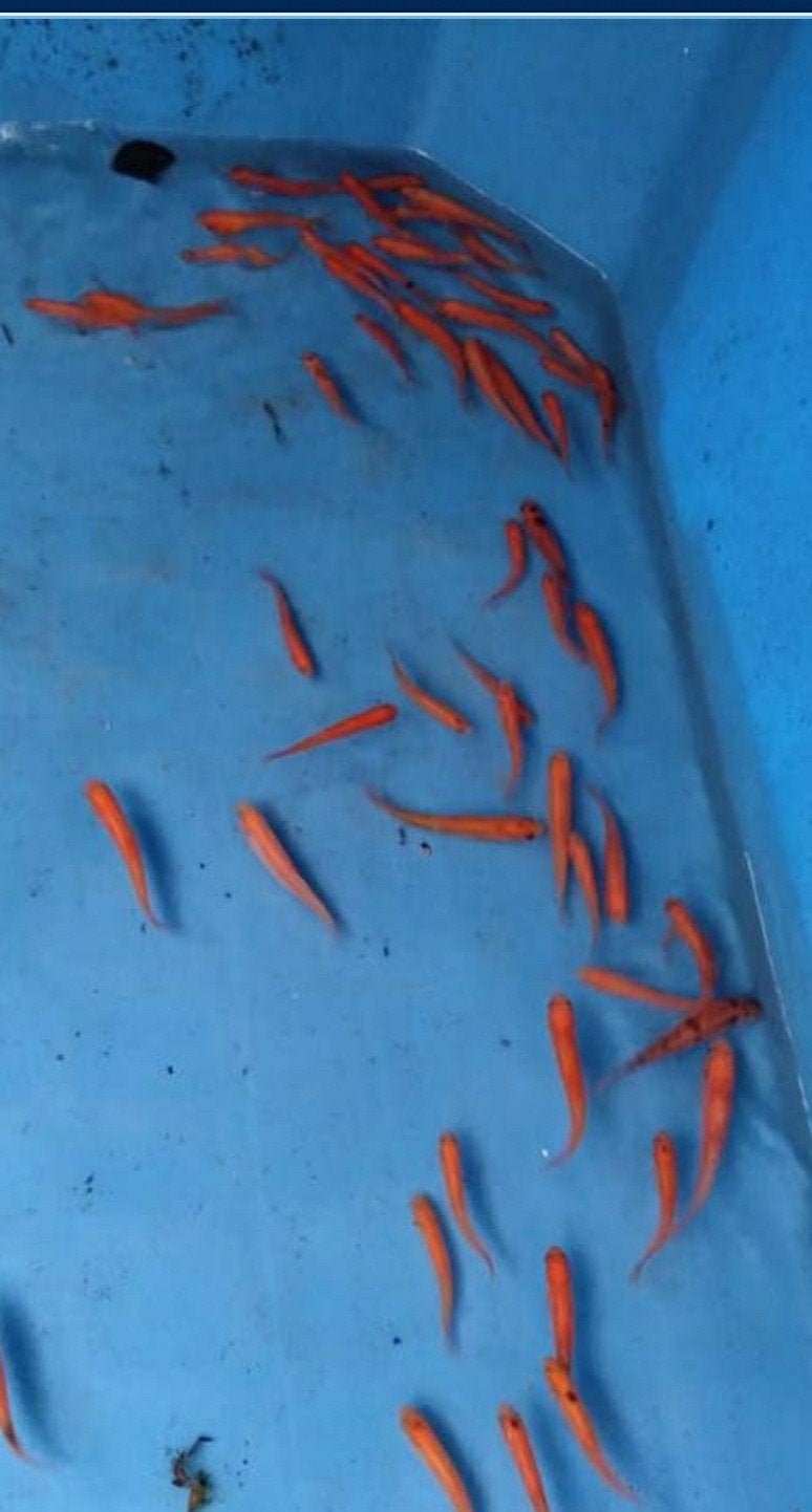 GOLDELRITSEN, Dieren en Toebehoren, Vissen | Vijvervissen, Karper of Koi