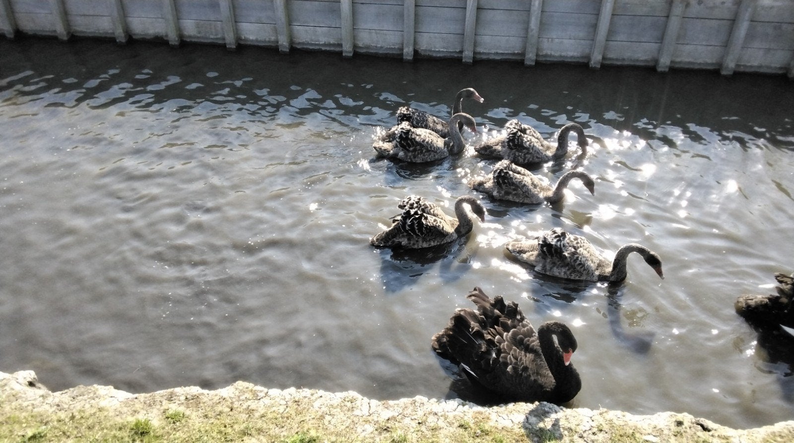 Jongen zwarte zwanen, Dieren en Toebehoren, Pluimvee, Meerdere dieren, Kip