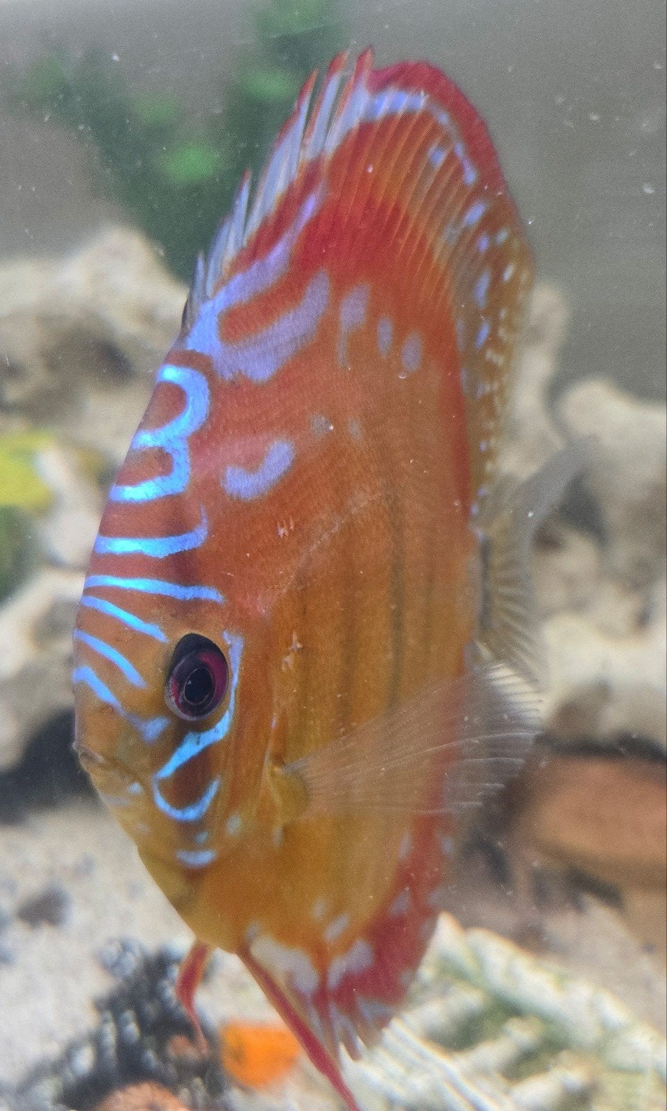 Verschillende aquarium vissen te koop of te ruil