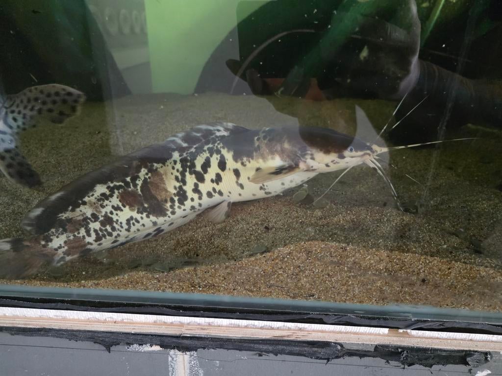Meerval, Dieren en Toebehoren, Vissen | Aquariumvissen, Vis