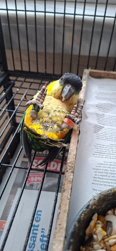 Zwartkop Caique's, Dieren en Toebehoren, Vogels | Parkieten en Papegaaien, Mannelijk, Dwergpapegaai of Agapornis, Geringd