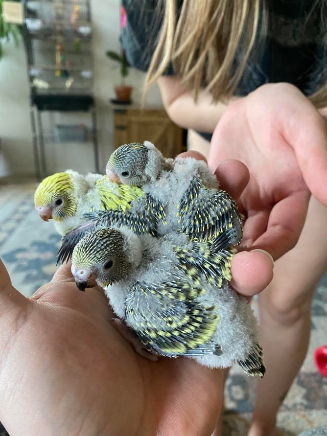 jonge parkieten om tam temaken, Dieren en Toebehoren